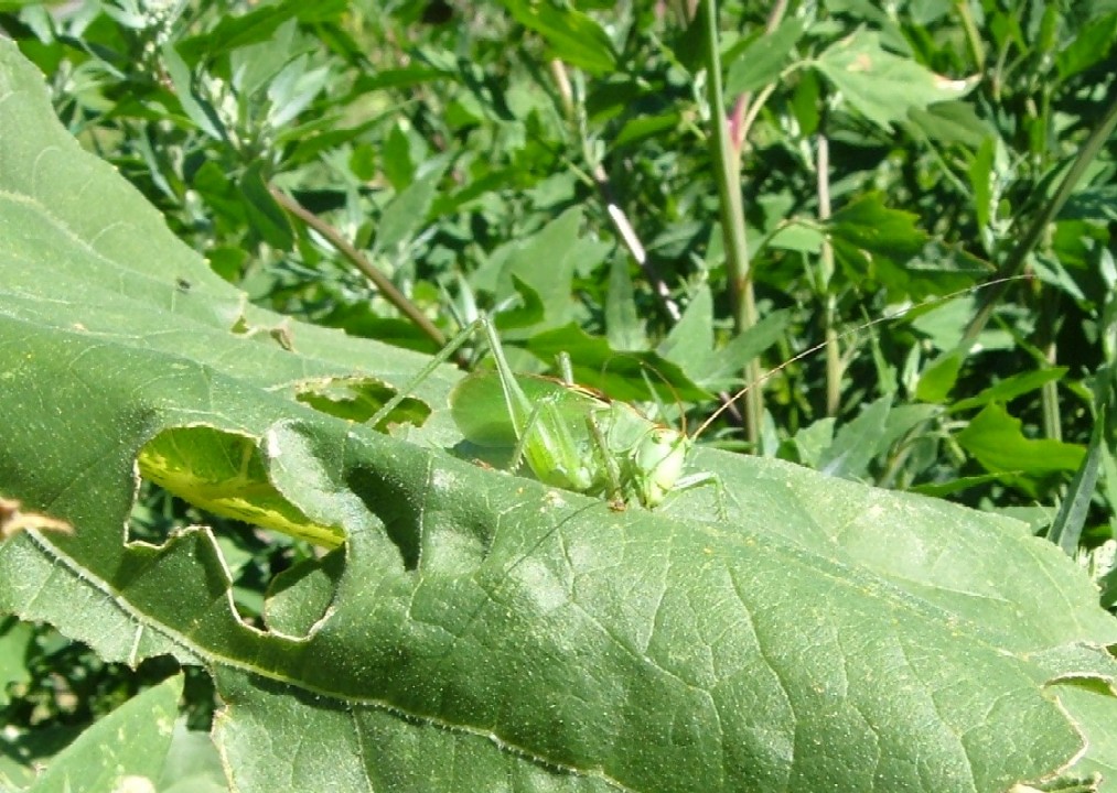 Ortotteri delle Orobie valtellinesi (Sondrio)